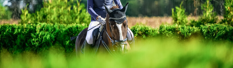 Obraz premium Beautiful girl on sorrel horse in jumping show, equestrian sports. Light-brown horse and girl in uniform going to jump. Hot, shiny day. Copy space for your text.