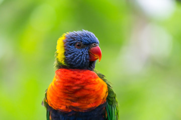 the colorful rainbow lorikeet