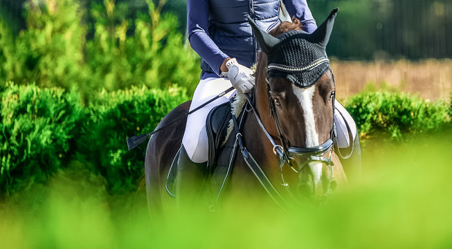 Beautiful girl on sorrel horse in jumping show, equestrian sports. Light-brown horse and girl in uniform going to jump. Hot, shiny day. Copy space for your text.