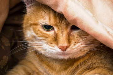 Muzzle red cat peeking out from under the blankets.