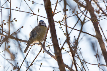 Blaumeise im Geäst