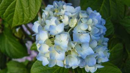 Light Blue Hydrangea