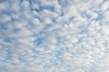 Background of blue sky and airy white clouds. Full population. Selective focus.