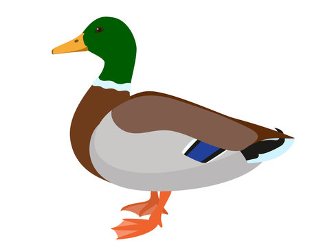 Drake duck isolated on white background, vector illustration of male mallard duck