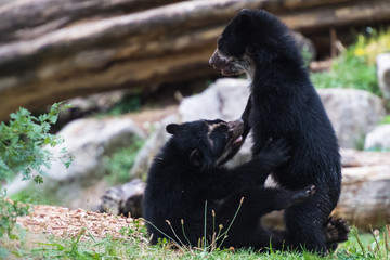 Machtkampf von Brillenbär-Babys