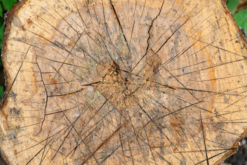 Texture of old stump top view