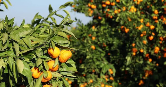 Mandarin trees with fruits on plantation