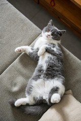 Cute British short-haired cat