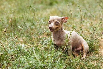 Fototapeta premium Little dog playing outside
