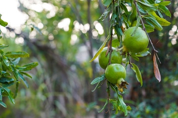 Green Pomegranate Fruit on Tree Branch in the Garden with Bokeh Background. Selective Focus.
