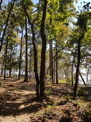 Fototapeta premium path in the forest