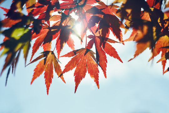 紅葉