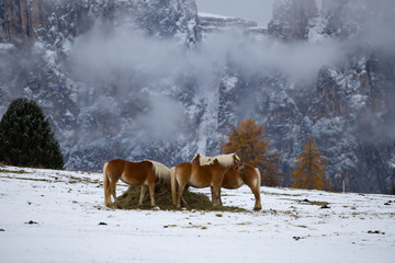 Horses at Seiser Alm, South Tyrol, Italy