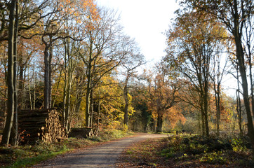 Landscape with forest in warm autum colours.