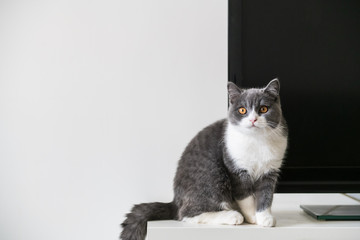 Cute British short-haired cat