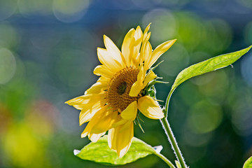 Naklejka premium sunflower