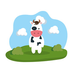 cute cow in the camp