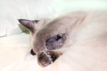 A photo of sleeping thai, siamese blue point colored lady cat with sweet grey nose.