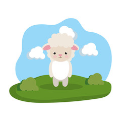 cute sheep in the camp