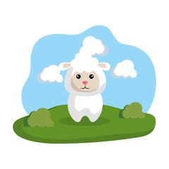 cute sheep in the camp