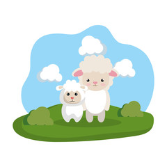 Obraz na płótnie Canvas cute sheeps couple in the camp