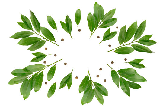 An overhead photo of bay branches like a wreath. Green laurel twigs for eco cookery business. Bay branch and peppercorns isolated on white. Place for text, copyspace. Kitchen spices.