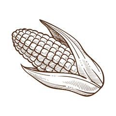Corn with leaves, maize cob sketch drawing