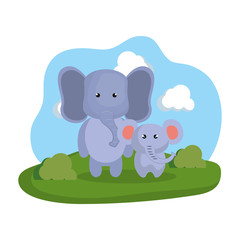 cute elephants couple in the camp