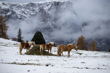 Naklejka premium Horses at Seiser Alm, South Tyrol, Italy