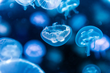 Jellyfish moving through water - obrazy, fototapety, plakaty