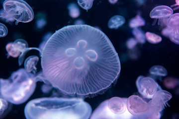 Jellyfish moving through water