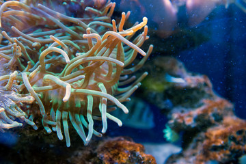 Fototapeta na wymiar Underwater world fish aquarium