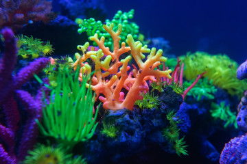 Underwater world fish Aquarium