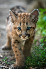 Baby cougar, mountain lion or puma