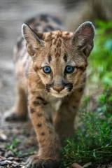 Fotobehang Baby cougar, mountain lion or puma © byrdyak
