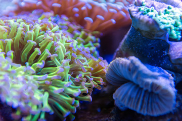 Underwater world fish aquarium