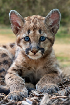 Cougar Cub Images – Browse 153,531 Stock Photos, Vectors, and Video | Adobe  Stock