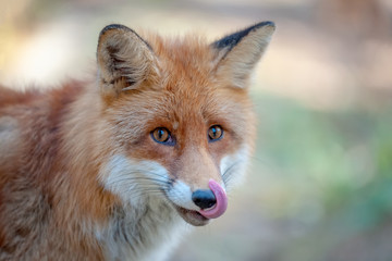 Naklejka na ściany i meble Close red fox portrait