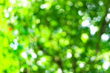 Fototapeta premium Earth Day concept: Warm yellow golden color tone blurred nature background of a view looking up through the orange foliage of a tree against the sky facing sun flare and bokeh