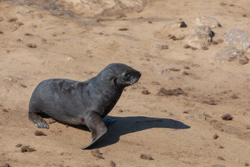baby brown seal in Cape Cross, Namibia
