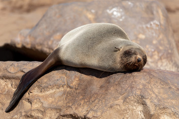Fototapeta premium baby brown seal in Cape Cross, Namibia