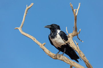 Pied crow in namib desert