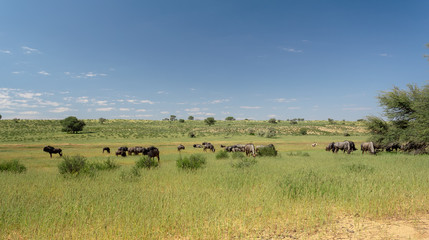 Blue Wildebeest in Kalahari, South Africa