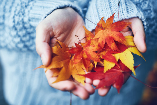 紅葉