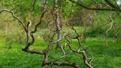 tree with swelling buds