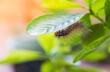 Worm eating the leaf on green leaf blur background,Caterpillars eating leaves