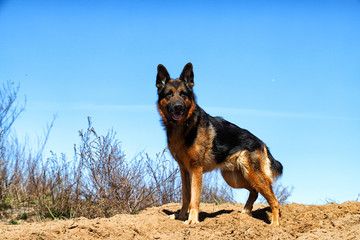 Dog German Shepherd on the sand outdoors in a spring