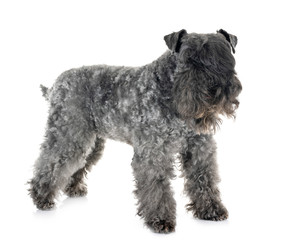 Kerry Blue Terrier