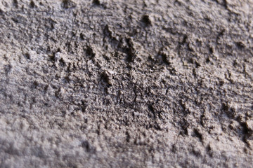 Macro tree background
