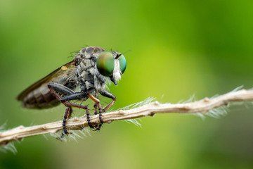 fly on twig